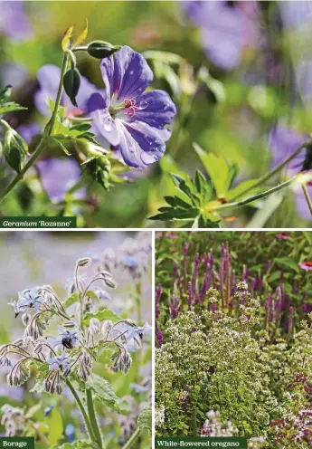  ??  ?? Geranium ‘Rozanne’
Borage
White-flowered oregano