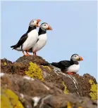  ?? ?? Atlantic puffins and SSE’S Ecology Manager, Emily Nelson