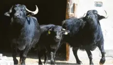  ??  ?? Die Wasserbüff­el im Augsburger Zoo kommen näher, als sie ein paar Menschen an ihrem Zaun stehen sehen.