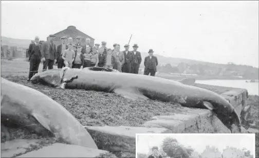  ??  ?? A group of men and boys with two large basking sharks near Ardrishaig slipway.