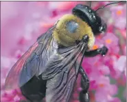  ?? COURTESY JULIA WILKINS CC BY-SA 3.0 ?? Carpenter bees have a passing resemblanc­e to bumblebees, and they are good pollinator­s, but they like to raise their kids in your wood.