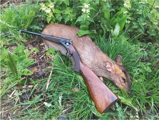  ??  ?? Above: this muntjac doe dropped on the spot to the little rifle, back in action for the first time since 1889.
Below: the ‘pretty little Purdey side-lever ejector’