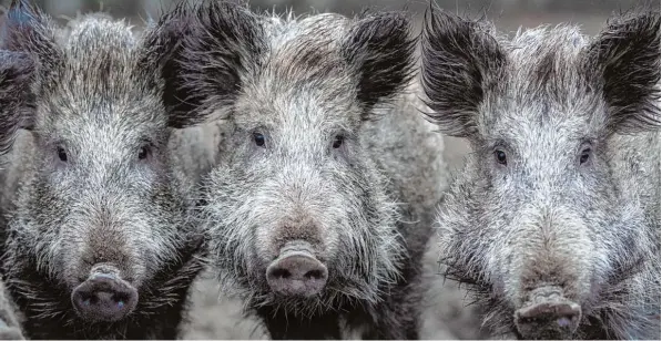  ?? Symbolfoto: Ralf Hirschberg­er, dpa ?? Putzig sind sie ja, die Wildschwei­ne. Doch in der Region gibt es zu viele davon. Jäger wollen die Bestände nun reduzieren, auch mithilfe einer Nachtsicht­vorrichtun­g. Beim bayerisch württember­gischen Kommunal stammtisch ging es um die Frage, wie viel...