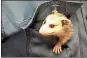  ?? Doug Walker / RN-T ?? A baby opossum peeks out from the shirt pocket of ECO Center Director Ben Winkelman during Tuesday’s Joint Developmen­t Oversight Committee meeting.