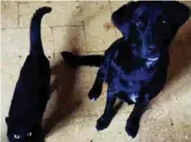  ??  ?? Adopta. Ahora que sabes la verdad de estos peludos, ¿ya te decidiste adoptar un perrito o gatito negro?