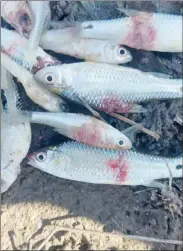  ?? Photo: Nampa ?? Not fit… Government has warned residents of the Ohangwena region not to eat fish from floodplain­s as it is suspected to have contracted a disease.