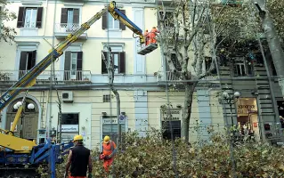  ??  ?? Verde pubblico Alberi potati in via Scarlatti Il Comune ha approntato un piano di abbattimen­ti