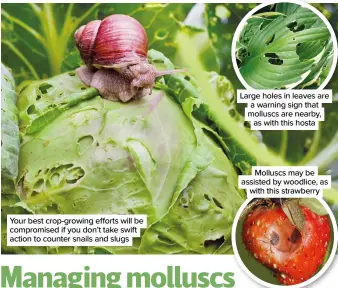  ?? ?? Your best crop-growing efforts will be compromise­d if you don’t take swift action to counter snails and slugs
Large holes in leaves are a warning sign that molluscs are nearby, as with this hosta
Molluscs may be assisted by woodlice, as with this strawberry