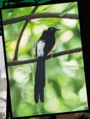  ??  ?? Examples of protected animals targeted in crimes against wildlife
White-rumped shama (Copsychus malabaricu­s)
