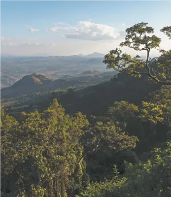  ?? Wolfgang Kaehler / Lightrocke­t via Getty Images ?? Forest and fields surroundin­g the Zomba Plateau in Malawi.