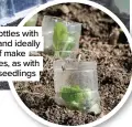  ?? ?? Clear plastic bottles with their bottoms (and ideally tops) cut off make effective cloches, as with these lettuce seedlings