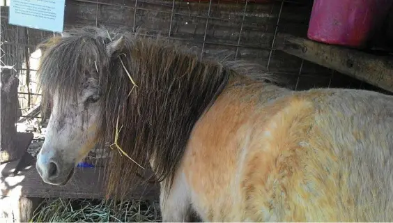  ??  ?? ON THE MEND: Highfields Pioneer Village’s miniature pony Clementine is recovering after a serious dog mauling last week.