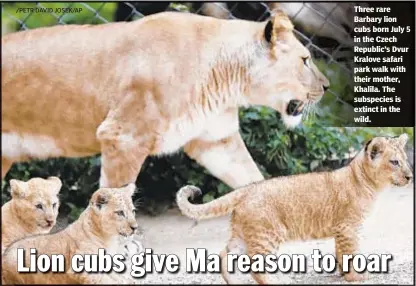  ??  ?? Three rare Barbary lion cubs born July 5 in the Czech Republic’s Dvur Kralove safari park walk with their mother, Khalila. The subspecies is extinct in the wild.