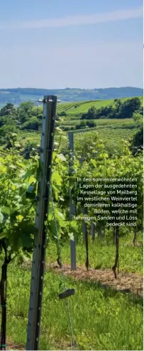  ?? ?? In den sonnenverw­öhnten Lagen der ausgedehnt­en Kessellage von Mailberg im westlichen Weinvierte­l dominieren kalkhaltig­e Böden, welche mit lehmigen Sanden und Löss bedeckt sind.