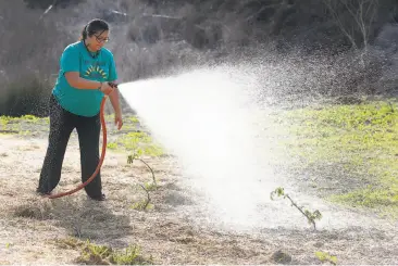  ?? Photos by Paul Chinn / The Chronicle ?? Tere Almaguer, above, sprays native plants and fills watering cans, below, at the Hummingbir­d Farm near Crocker-Amazon Playground on land owned by the San Francisco Public Utilities Commission.