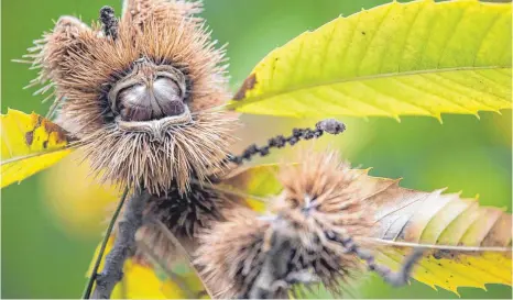  ?? FOTO: SEBASTIAN GOLLNOW ?? Auf den Geschmack gekommen: Die Esskastani­e ist zum Baum des Jahres 2018 gekürt worden.