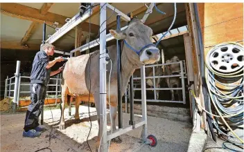  ?? FOTO: KARL-JOSEF HILDENBRAN­D/DPA ?? Zeit für eine Schönheits­kur: Landwirt Tobias Guggemos bearbeitet das Fell seiner vierjährig­en, 600 Kilogramm schweren Swiss-Brown-Kuh Granit.