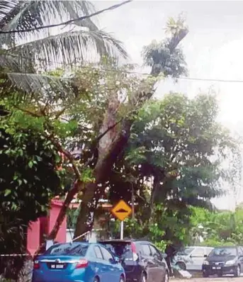 ?? PIC COURTESY OF READER ?? The Angsana tree near a reader’s house in Taman Tun Dr Ismail was growing too big. KL City Hall has cut off the top part of the tree.