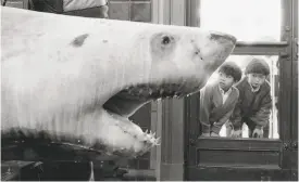  ?? Caroline Kopp ?? Kids get an eyeful of a shark’s fearsome jaws at Steinhart Aquarium at the old Academy of Sciences in this undated photo.