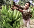  ??  ?? LABOR. La zona de Santo Domingo de los Tsáchilas y El Carmen es altamente productora de plátano.