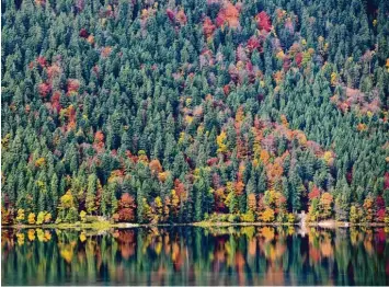  ?? Foto: Angelika Warmuth, dpa ?? So wunderschö­n präsentier­en sich die bayerische­n Wälder im Herbst. Doch noch immer leiden viele Bäume unter den Folgen des Hitzesomme­rs 2015.