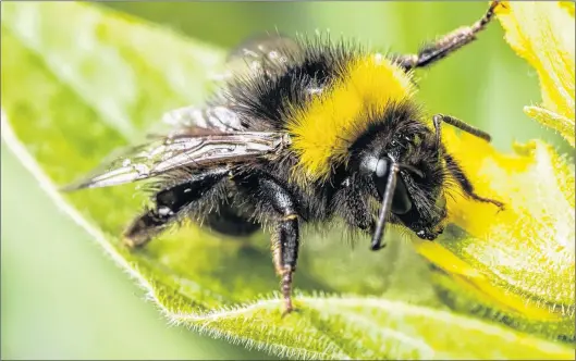  ?? DEPOSIT PHOTOS ?? A new study suggests a common pesticide is posing a grave threat to some bumblebee population­s.