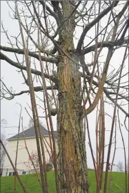  ?? Hearst Connecticu­t Media file photo ?? Emerald ash borers killed every one of the 40 ash trees on Ribera Drive in Middletown, a culdesac off Chamberlai­n Road.