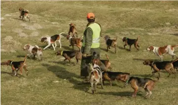  ??  ?? Dans les régions où les traqueurs sont assistés de grands courants, la dague est traditionn­ellement la seule arme dans l’enceinte.