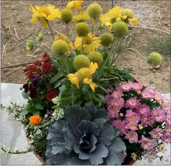  ?? COLORADO STATE UNIVERSITY EXTENSION — COURTESY PHOTO ?? This example of a fall container uses Mesa Yellow blanket flower, burgundy and pink mums, orange marigolds, ornamental kale and a vining, cold-hardy succulent. Soil testing can help gardeners amend their soil, which tends to be alkaline in Colorado.