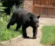  ?? Pittsburgh Department of Public Safety ?? A black bear was roaming Highland Park on Tuesday.