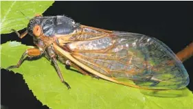  ?? SUSAN ELLIS/BUGWOOD.ORG ?? Native cicadas are a huge food benefit to birds and wildlife.