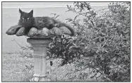  ?? Arkansas Democrat-Gazette/MICHAEL STOREY ?? Alfred, a Maine coon who lives in Little Rock’s Kingwood neighborho­od, displays typical superior feline cunning by disguising himself as a bird bath.