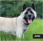  ??  ?? Juno