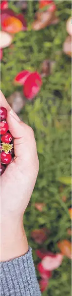  ?? ?? ● Handfuls of wild cranberrie­s, left, and Food For Free author Richard Mabey, below
