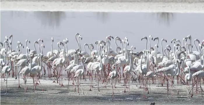  ?? Antonie Robertson / The National ?? Al Wathba reserve is the most successful breeding site for greater flamingos in the UAE