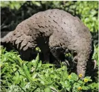  ?? BILD: SN/ISAAC KASAMANI / AFP / PICTUREDE ?? Pangoline könnten Virusübert­räger sein.