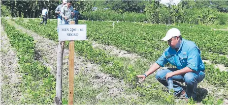  ??  ?? SIEMBRA. Un técnico revisa los cultivos de frijol negro en una finca del departamen­to de Comayagua.