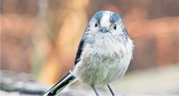  ??  ?? “This beautiful wee long-tailed tit was at Morton lochs recently,” says Eric Niven.