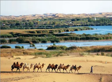  ?? PHOTO PROVIDED TO CHINA DAILY ?? Camel riding has become a popular activity for tourists to the Kubuqi Desert, Inner Mongolia autonomous region.