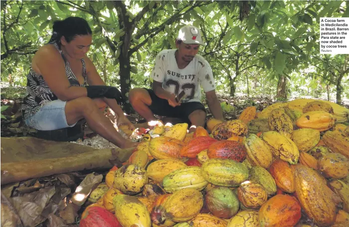  ?? Reuters ?? A Cocoa farm in Mediciland­ia in Brazil. Barren pastures in the Para state are now shaded by cocoa trees
