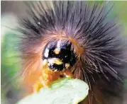  ?? Laura Hodges ?? The Woolly Bear is an example of what might be shot during the Phonetasti­c Texas Wildflower Photograph­y class on March 26 at Indiangras­s Preserve.