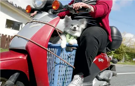  ?? MARTIN DE RUYTER/STUFF ?? Barty the pomeranian-maltese cross loves to watch the world go by from his vantage point on owner Kelly Morgan’s scooter. Barty was surrendere­d to the Nelson SPCA from a puppy farm.