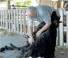 ?? PHOTOS BY MICHELLE ALLENBERG/WELLAND TRIBUNE ?? Jerry Kelleher shears a sheep during a demonstrat­ion for eventgoers during the Wainfleet Fall Fair.