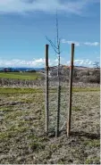  ?? Foto: Ralf Hermann Melber ?? Pomologe Melber gibt Tipps: hier ein vom Bauhof gepflanzte­r Apfelbaum mit Wildschutz.