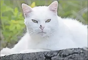  ?? CP PHOTO ?? Placid, one of the cats under the care of Pierre’s Alley Cats Society, rests in the shade at the Halifax Dockyard in Halifax. The organizati­on tends to feral cats that live at several locations at the DND facility.