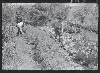  ?? RETRIEVED FROM THE LIBRARY OF CONGRESS ?? Chamisal, New Mexico, farmers tend to vegetables in this July 1940. Lee Russell photograph.