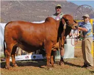  ??  ?? RIGHT:PLB 15 263, Junior and Reserve Grand Champion Red Brahman Heifer, with (from left): Louw Bierman (owner, PLB Brahman Stud, Bronkhorst­spruit) and Hanro Bierman (owner’s son).