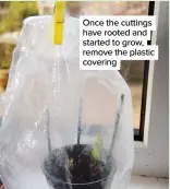  ??  ?? Once the cuttings have rooted and started to grow, remove the plastic covering