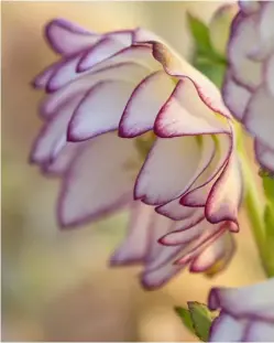  ??  ?? Petal edges of this picotee double are distinctly marked; this pink semi-double and pale pink anemone-flowered hybrid both have outwardfac­ing flowers