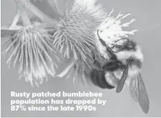  ?? DAN MULLEN, U. S. FISH AND WILDLIFE SERVICE MIDWEST REGION ?? Rusty patched bumblebee population has dropped by 87% since the late 1990s